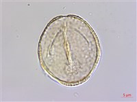 蘭嶼厚殼樹藏品圖，第3張