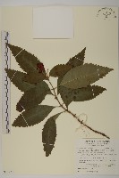 草珊瑚、紅果金粟蘭藏品圖，第1張