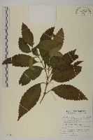 草珊瑚、紅果金粟蘭藏品圖，第1張