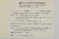 草珊瑚、紅果金粟蘭藏品圖，第2張