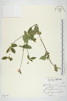 金腰箭藏品圖，第1張