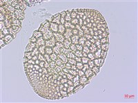 粗莖麝香百合、糙莖麝香百合、鐵炮百合藏品圖，第1張