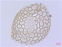 粗莖麝香百合、糙莖麝香百合、鐵炮百合藏品圖，第2張