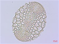 粗莖麝香百合、糙莖麝香百合、鐵炮百合藏品圖，第3張