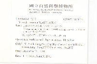 黃鵪菜藏品圖，第2張