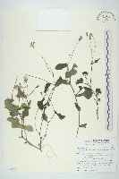 紫背草藏品圖，第1張