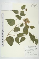 田代氏澤蘭藏品圖，第1張