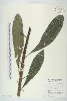 走馬胎藏品圖，第3張