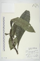 走馬胎藏品圖，第4張