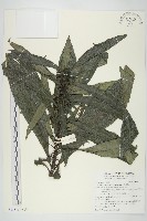 走馬胎藏品圖，第5張