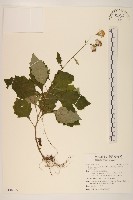 黃花三七草藏品圖，第1張