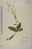 薄葉艾納香藏品圖，第1張