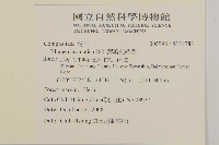 薄葉艾納香藏品圖，第2張