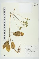 倒吊蓮、匙葉燈籠草藏品圖，第1張