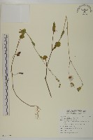 紫背草藏品圖，第1張