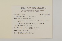 紫背草藏品圖，第2張