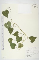 紅花野牽牛藏品圖，第1張