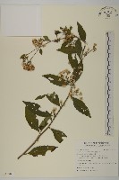 臺灣馬蘭藏品圖，第1張