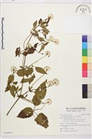 田代氏鐵線蓮藏品圖，第1張