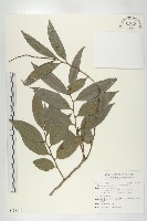 軟毛柿藏品圖，第1張