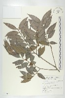 軟毛柿藏品圖，第1張