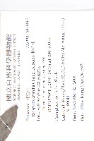 軟毛柿藏品圖，第2張