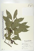 山紅柿藏品圖，第3張