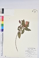 金毛杜鵑藏品圖，第1張