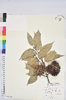 大葉苦櫧藏品圖，第1張