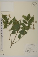 大丁黃藏品圖，第1張