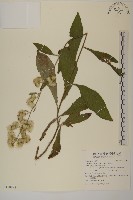 艾納香藏品圖，第1張