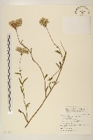 林氏澤蘭藏品圖，第1張