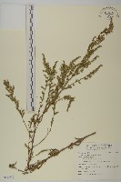 牡蒿藏品圖，第1張