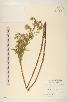 六角草藏品圖，第1張