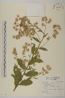 臺灣艾納香藏品圖，第1張