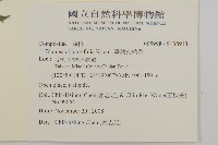 臺灣艾納香藏品圖，第2張