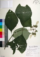 臺灣玉葉金花藏品圖，第1張