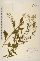 白頂飛蓬藏品圖，第1張