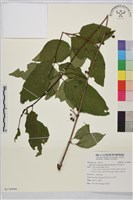 中原氏鼠李藏品圖，第1張