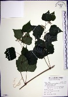 漢氏山葡萄藏品圖，第1張