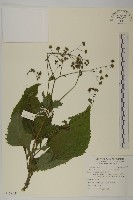 下田菊藏品圖，第1張