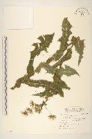 鬼苦苣菜藏品圖，第1張