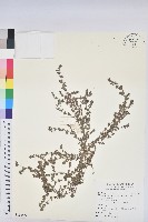 田代氏大戟藏品圖，第1張