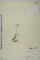 卷耳藏品圖，第1張