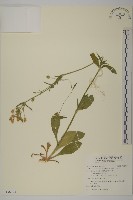 女婁菜藏品圖，第1張