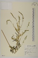 豬草、瘤果菊藏品圖，第1張