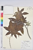 蓖麻藏品圖，第1張