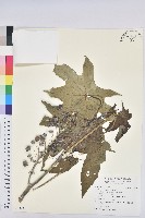 蓖麻藏品圖，第1張