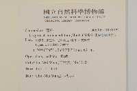 細葉假黃鵪菜藏品圖，第2張