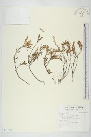 登錄號:S138996藏品圖，第1張